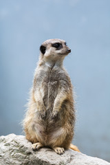 Fototapeta premium Meerkat also known as suricata