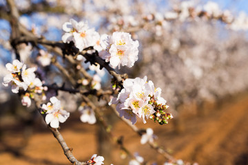 Obraz premium Spring, flowering and nature concept - beautiful almond flowers