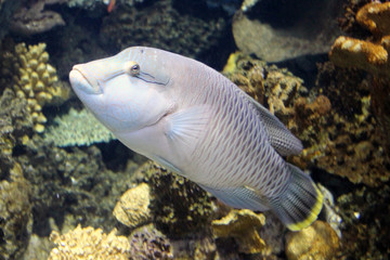 pez azul