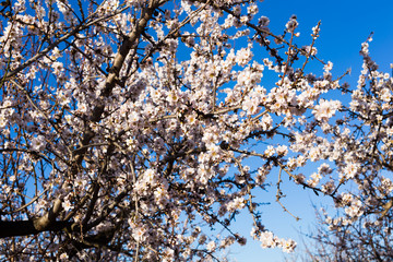 Spring, flowering and nature concept - beautiful almond flowers