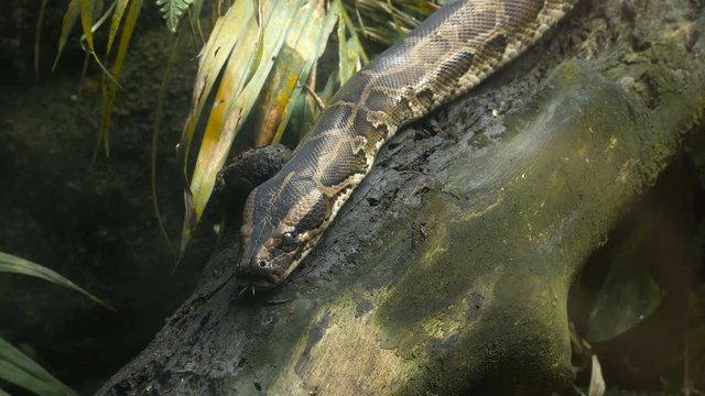 Close up video - Reticulated python moving on the branches in wet tropical  jungle. 