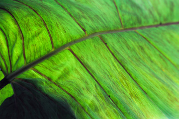 Light through the Leaf