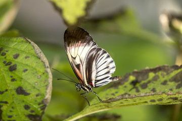  Heliconius Butterfly