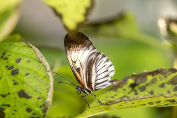  Heliconius Butterfly