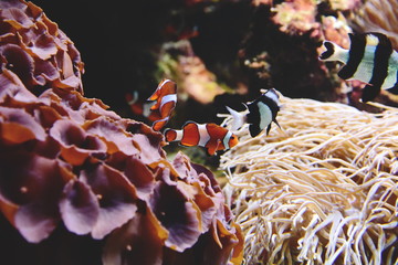 ocellaris clownfish (Amphiprion ocellaris)