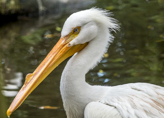 reat white pelican,Pelecanus onocrotalus