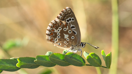 Bläuling krabbelt an heißem Sommertag auf schattigen und kühlen Zweig © Wolfgang Schmid