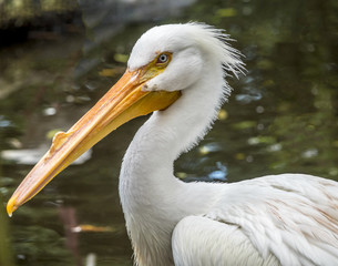 reat white pelican,Pelecanus onocrotalus