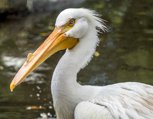 reat white pelican,Pelecanus onocrotalus