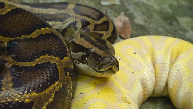 Close up video &mdash; Burmese pythons lie on the ground in wet tropical  jungle. 