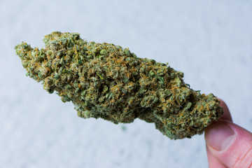 grosse Cannabis / Hanf-Blüte in der Hand 
