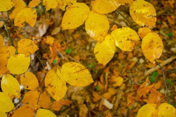 Herbstliche bunte Laubblätter als Hintergrund 