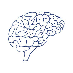 Sketch Ink Human Brain, hand drawn ,Anatomical illustration. Vector