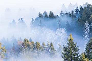 Fototapeta premium Nadelwald in herbstlichen Farben versinkt im Nebelmeer