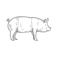 Pig vintage engraved illustration isolated on a white background. Vector