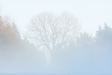Neblige Aussicht auf einen Wald