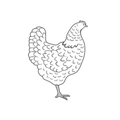 Fototapeta na wymiar Hand Drawn Chicken isolated on white background. Vector
