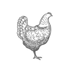 Chicken vintage engraved illustration isolated on a white background. Vector