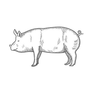 Pig vintage engraved illustration isolated on a white background. Vector