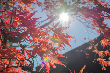 Fototapeta na wymiar Herbstliche Blätter die von der Sonne beschienen werden