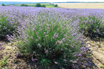 Fototapeta premium Large bright beautiful field with fresh lavender, lavender field