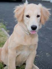 ADORABLE GOLDEN RETRIEVER PUPPY