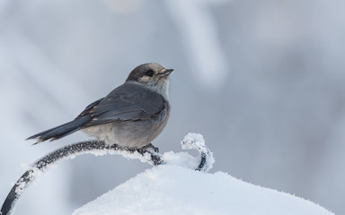 Gray Jay or Camp Robber