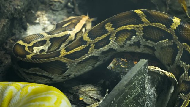 Close up video - Burmese python moving on the branches in wet tropical  jungle. 