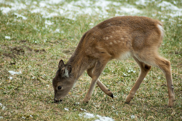 Fawn Looking For Food