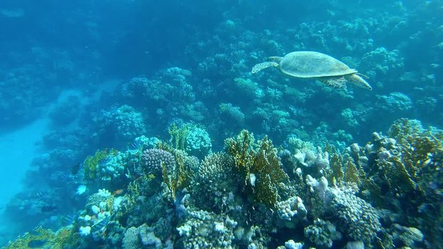 Giant Sea Turtle swims over the coral reef Marsa Alam Egypt Red Sea