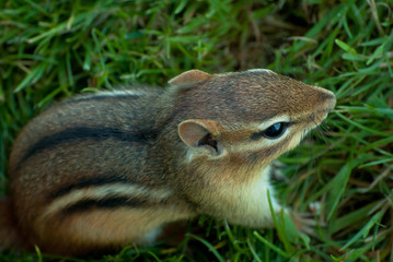 Chipmunk