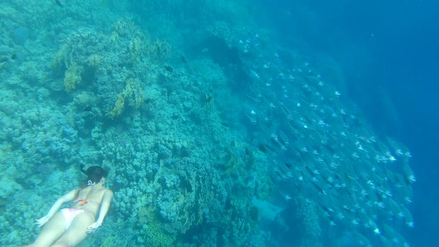 Tourist Snorkeling Surrounded by Indian Mackerel Turquoise Water and Beautiful coral reef Red Sea Egypt