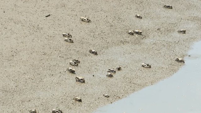 3847 Small Crabs on Beach Sand, 4K