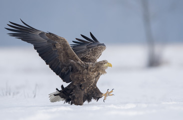 White tailed eagle (Haliaeetus albicilla)