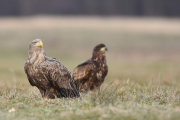 Fototapeta premium White tailed eagle (Haliaeetus albicilla)