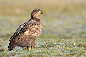 White tailed eagle (Haliaeetus albicilla)