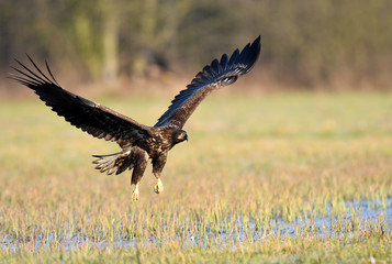 White tailed eagle (Haliaeetus albicilla) © Piotr Krzeslak