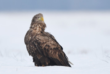 White tailed eagle (Haliaeetus albicilla)