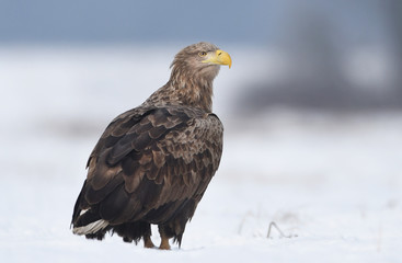 Fototapeta premium White tailed eagle (Haliaeetus albicilla)