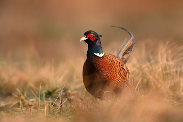 Ringneck Pheasant (Phasianus colchicus)