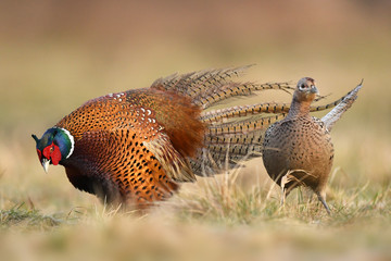 Ringneck Pheasant (Phasianus colchicus)