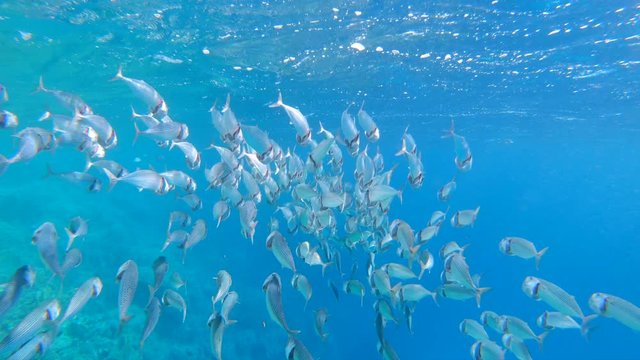 Indian Mackerel Fish , Rastrelliger kanagurta, Marsa Alam, Red Sea, Egypt