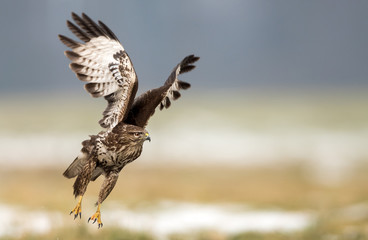 Common buzzard (Buteo buteo)