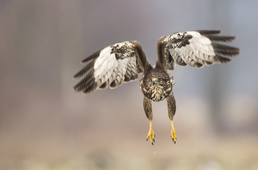 Common buzzard (Buteo buteo)