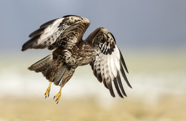 Common buzzard (Buteo buteo)