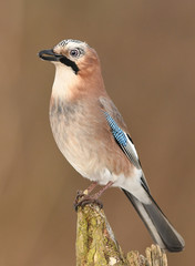 Eurasian Jay (Garrulus glandarius)