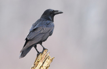 Raven (Corvus corax)