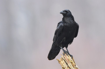Raven (Corvus corax)