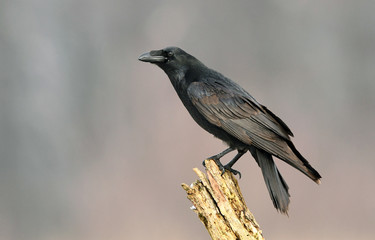 Raven (Corvus corax)