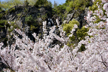 満開の桜